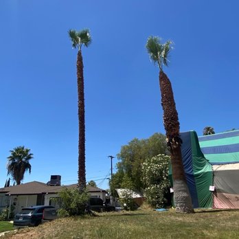 Ortega's Jr Tree Service - Riverside - Tree Services Near Me - Riverside , California Ortega's Jr Tree Service - Riverside - Tree Services Near Me - Riverside , California