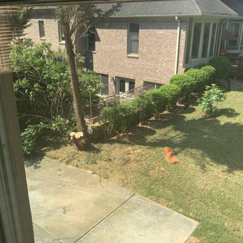Quality Tree Surgeons - a dog in the yard - Tree Services Near Me Quality Tree Surgeons - a dog in the yard - Tree Services Near Me