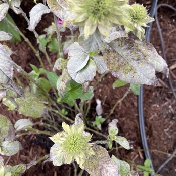 Kiefer Landscaping & Nursery - a close up of a plant - Nurseries & Gardening Near Me - Durham, North Carolina