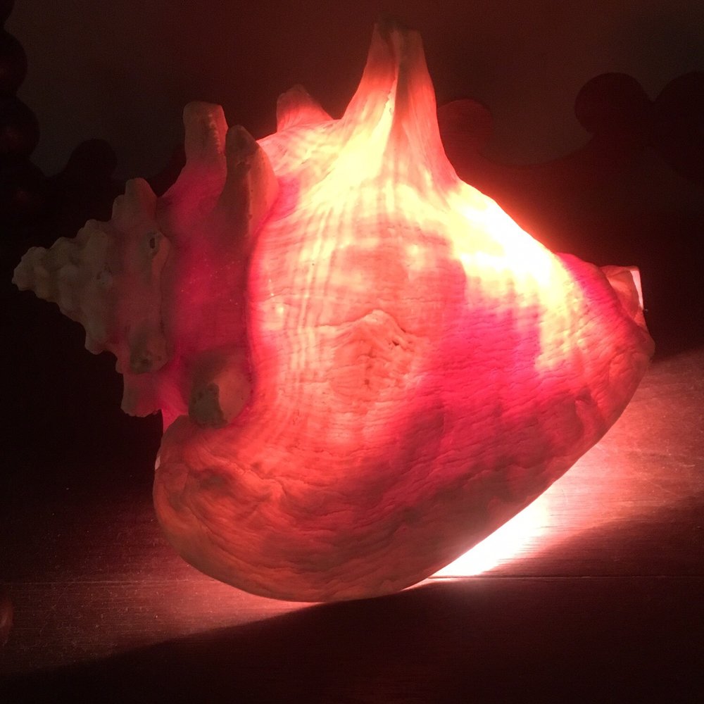 Seashell
