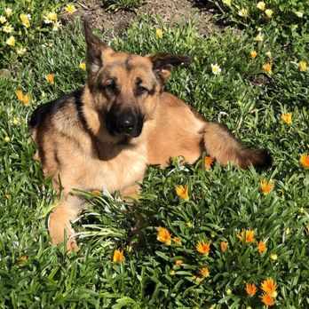 Coastal German Shepherd Rescue - Animal Shelters Near Me - Lake Forest, California Coastal German Shepherd Rescue - Animal Shelters Near Me - Lake Forest, California