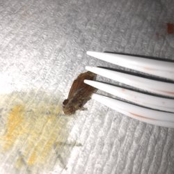 New China One - Found this in my fried rice