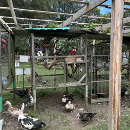 One of the rescued macaws, with the ducks waiting for him to toss his food (as all parrots do :-)