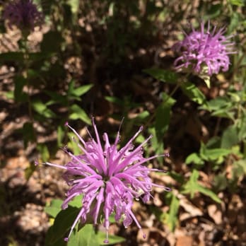 Cathedral Rock - Wild purple flowers along the trail. - Hiking Near Me - Sedona, Arizona Cathedral Rock - Wild purple flowers along the trail. - Hiking Near Me - Sedona, Arizona