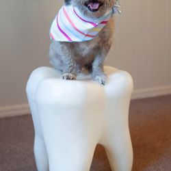 Michele Walker, DDS - MW Family Dentistry - Rudy aims to lighten the mood with his friendly and calming demeanor.