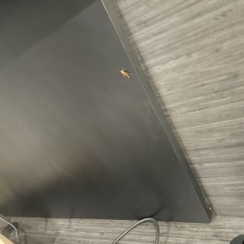 Motel 6 - a lovely Roach. His family probably right behind him. - Hotels Near Me - San Diego, California