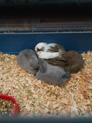 El Granero Pet Shop 2025