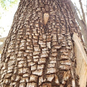 Ramsey Canyon - Alligator tree - Landmarks & Historical Buildings Near Me - Sierra Vista, Arizona