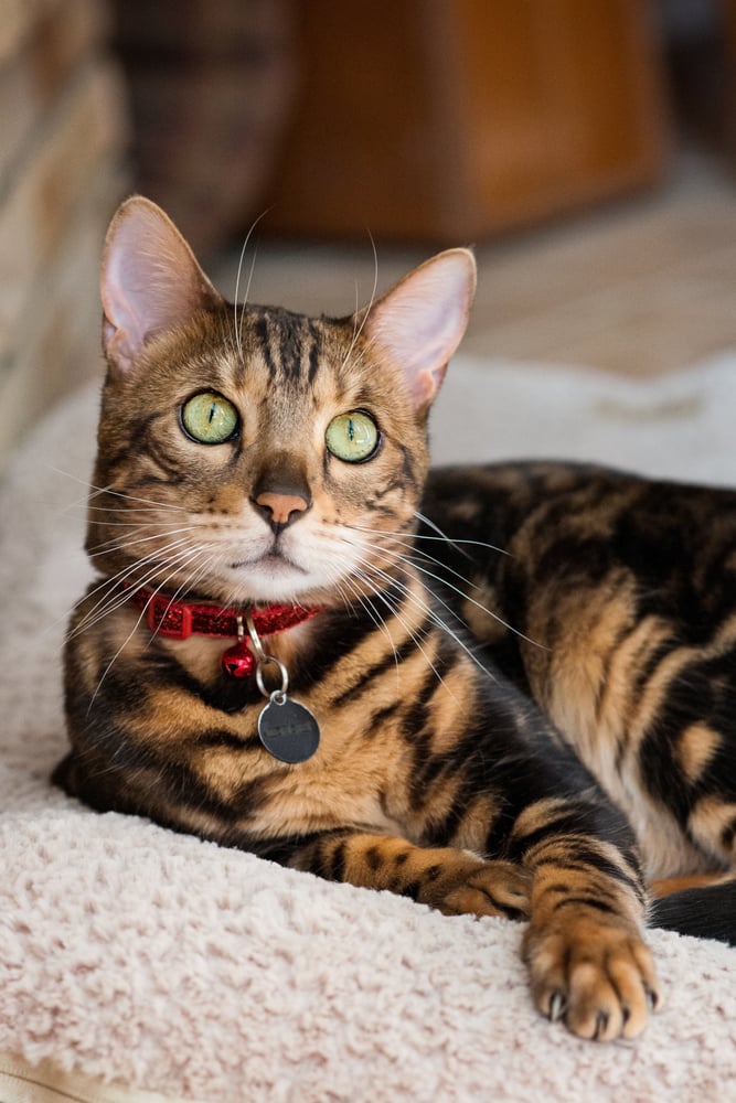 ANIMAL CRACKERS PET SITTING 2307 Mccain St, Bakersfield, California