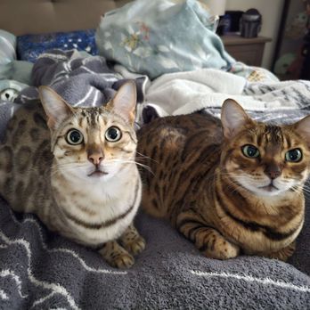 San Diego Bengal - Pet Breeders Near Me - Ramona, California San Diego Bengal - Pet Breeders Near Me - Ramona, California