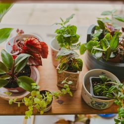 Sheelytown Market - LIttle plants and second hand pottery