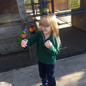 Lorikeet Landing - November 2016 visit - Petting Zoos Near Me - Louisville, Kentucky Lorikeet Landing - November 2016 visit - Petting Zoos Near Me - Louisville, Kentucky
