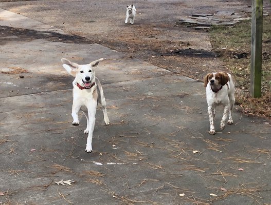 ballypines dog ranch