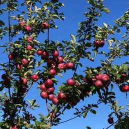 red apples growing on a tree