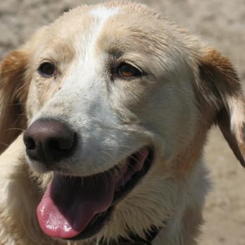Sandy's Pet Care - Sandy - Pet Sitting Near Me Sandy's Pet Care - Sandy - Pet Sitting Near Me