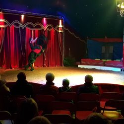Zirkus Salino - Die Pferde scheinen wie die Menschen Spaß am Job zu haben....