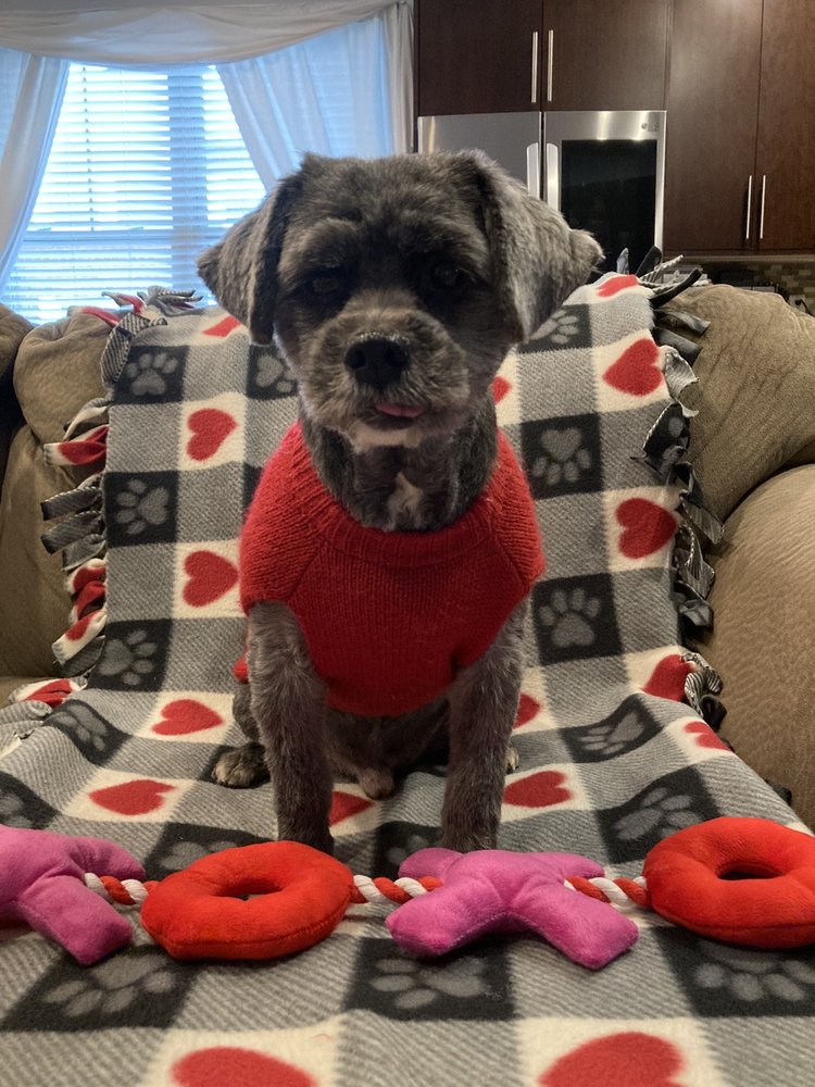 DOGGIE STYLES PET GROOMING SALON 14 Photos & 31 Reviews 1720