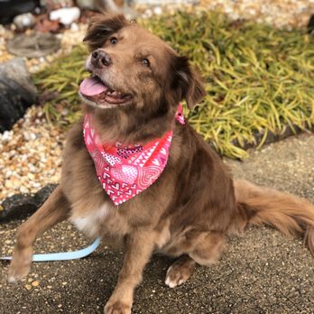 Doggie Styles by Jenny - Pet Groomers Near Me - Brick Township, New Jersey Doggie Styles by Jenny - Pet Groomers Near Me - Brick Township, New Jersey