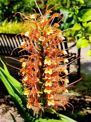 Harry P Leu Gardens by null