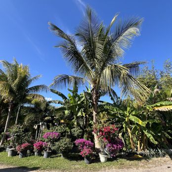 Broward Palms - Landscaping Near Me - Davie, Florida Broward Palms - Landscaping Near Me - Davie, Florida