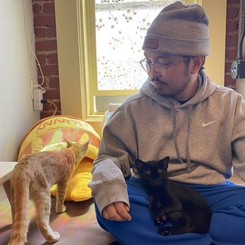 Nabi Cat Cafe - Themed Cafes Near Me - Santa Clara, California Nabi Cat Cafe - Themed Cafes Near Me - Santa Clara, California