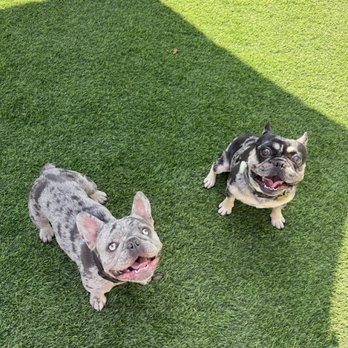 Marpawws - One of our pupps who got boarded for a whole week! - Pet Boarding Near Me