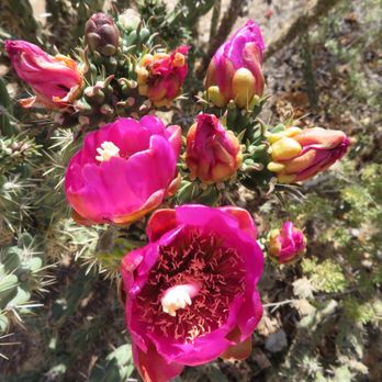 Albuquerque Museum - Cacti in bloom on the grounds - Art Museums Near Me - Albuquerque, New Mexico