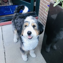 Steamboat Dog Spa - I got my hair cut, especially around my eyes.