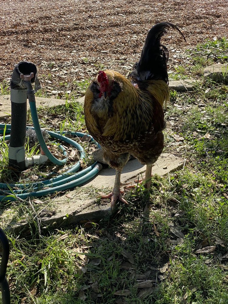 Blue Mule Winery - Photo 7