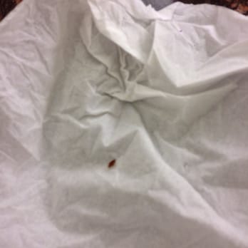 Hyatt At Olive 8 - Bedbug found in my room. I picked it up with tissue. - Hotels Near Me - Seattle, Washington Hyatt At Olive 8 - Bedbug found in my room. I picked it up with tissue. - Hotels Near Me - Seattle, Washington