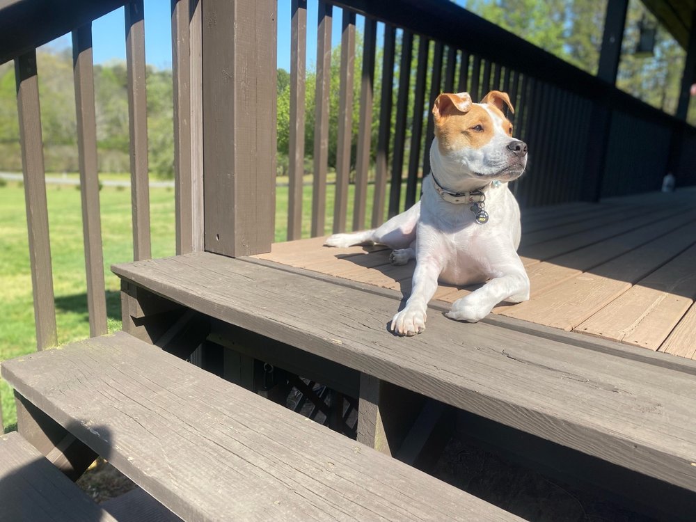 LITTLE RIVER ANIMAL HOSPITAL Updated September 2024 12 Photos & 17