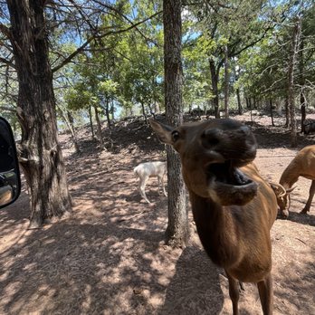 Rocky Ridge Drive Through Safari - Zoos Near Me - Eustace, Texas