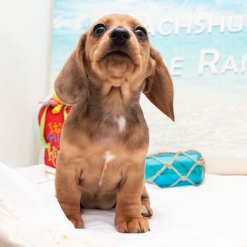 Dachshund Dude Ranch - Gretchen at 7 weeks - Mrs. Texas' 40th Anniversary Gift of Love - Pet Services Near Me Dachshund Dude Ranch - Gretchen at 7 weeks - Mrs. Texas' 40th Anniversary Gift of Love - Pet Services Near Me