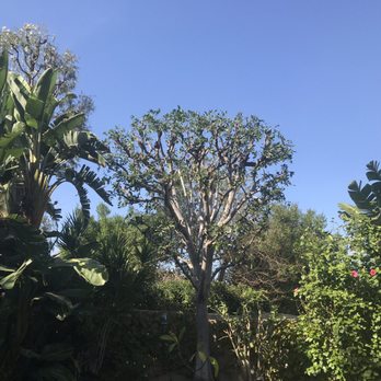 New Image Tree Care - Tree Services Near Me - Corona, California