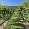 Doukenie Winery gift card