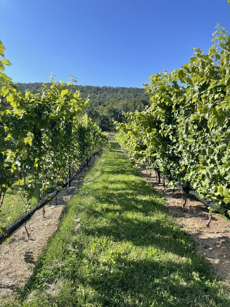 Social spots from Doukenie Winery