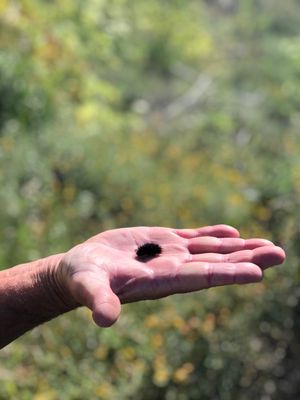 Photo of Garrapata State Park - Carmel, CA, US. A caterpillar.