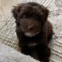 Photo of 4 Paws Mobile Veterinary Services