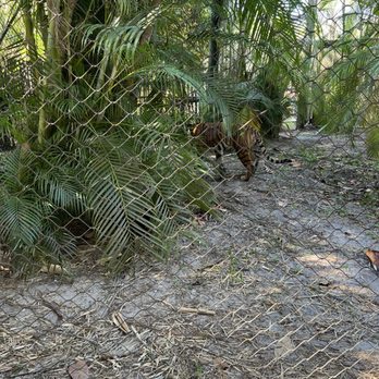 Palm Beach Zoo - Enclosure - Zoos Near Me - West Palm Beach, Florida