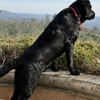 The Canine Connection - Crash - Pet Training Near Me - Chico, California
