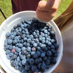 Love Berry Farm - Bucket full of fresh blueberries.