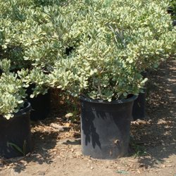 Monica's Nursery - Pittosporum Shrubs - GREAT canvas for any landscape design