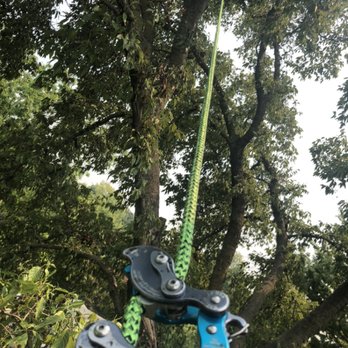 Whispering Tree Arborist Services - Going up - Tree Services Near Me