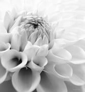 Dahlia Waxing Logo