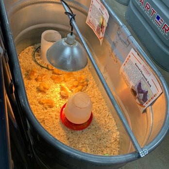 Rural King - a bucket filled with food and a lamp - Home & Garden Near Me - Washington, Pennsylvania Rural King - a bucket filled with food and a lamp - Home & Garden Near Me - Washington, Pennsylvania