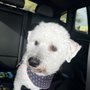 Photo of Woof Gang Bakery & Grooming Rockwall