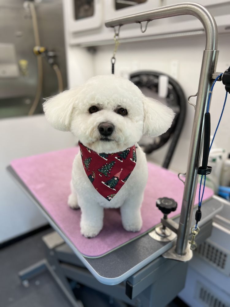 HAPPY PAWS MOBILE GROOMING Updated September 2024 43 Photos & 31