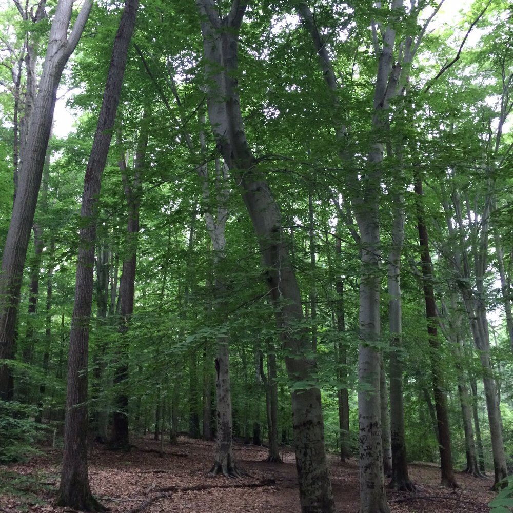 Mason District Park - Parks Near Me - Annandale, Virginia Mason District Park - Parks Near Me - Annandale, Virginia