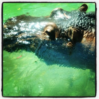 Honolulu Zoo - Hippo - Zoos Near Me - Honolulu, Hawaii