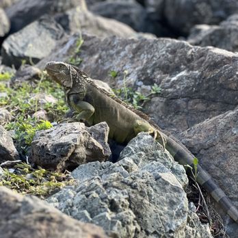 Paseo del Morro - This is one of the many iguanas we saw. - Landmarks & Historical Buildings Near Me - San Juan, Puerto Rico